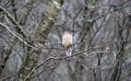 Mourning Dove perched in rain, Athens, Georgia, USA Royalty Free Stock Photo